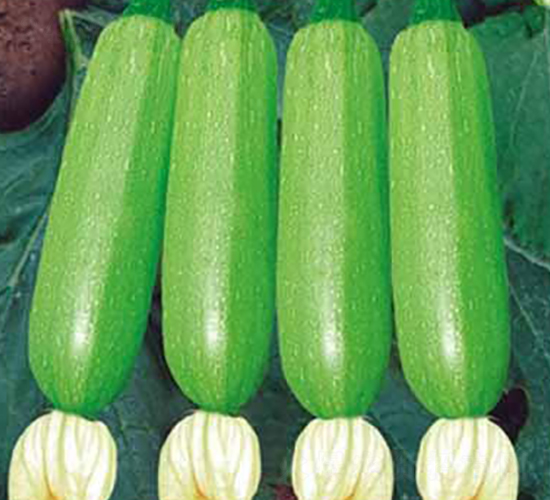 �䬓-���������J�N��-���i�N�I(y��)