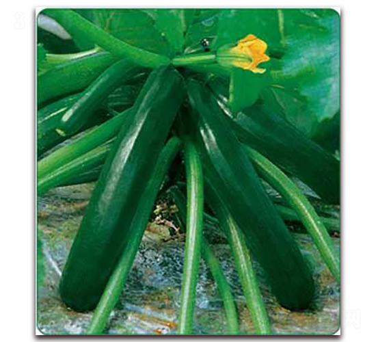 ī��-���������J�N��-���i�N�I(y��)