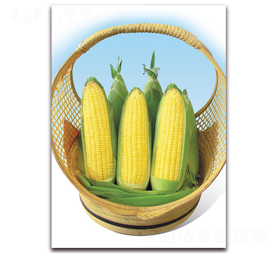 ������̖(h��o)-�rʳ���׷N��-�|������