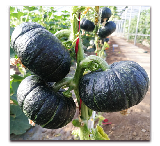 ����ؐؐ-�ϹϷN��-�|������