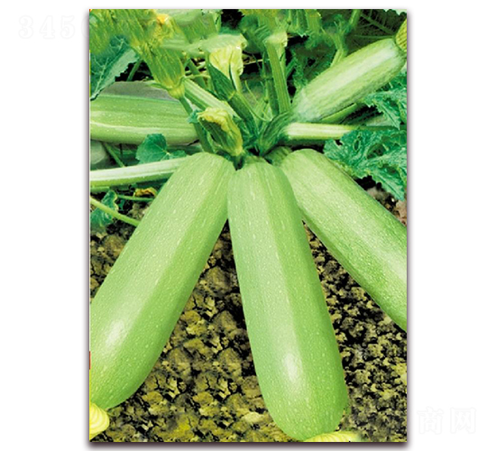 ���ȾG��̖-�����J�N��-�|������