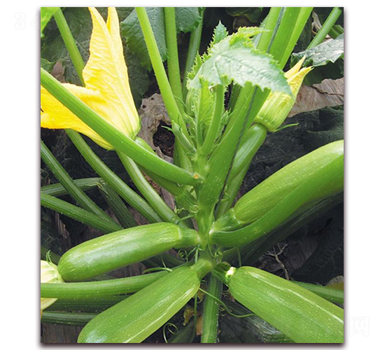 ��퍶�̖-�����J�N��-�|������