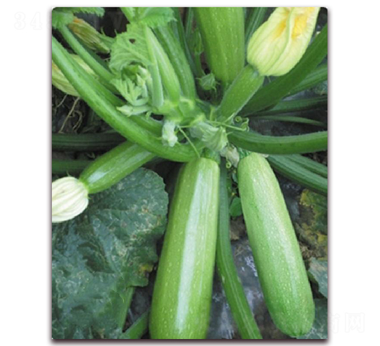 ���һ̖-�����J�N��-�|������