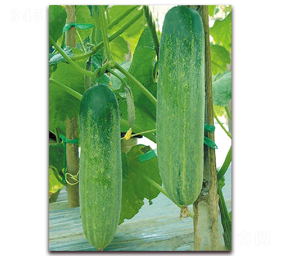 ����542-�S�ϷN��-�|������