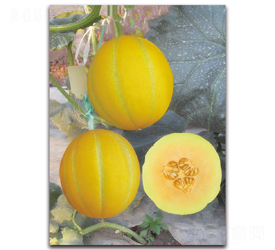 ��[141-��ϷN��-�|������