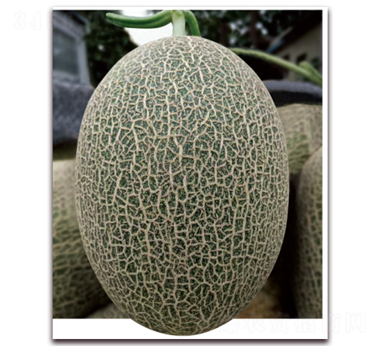 ��[525-��ϷN��-�|������