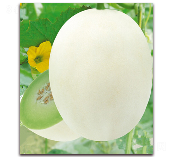 ��[369-��ϷN��-�|������