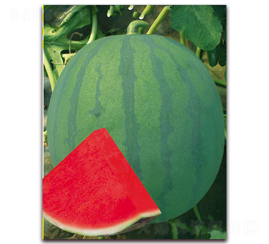 �P׿��-���ϷN��-�|������