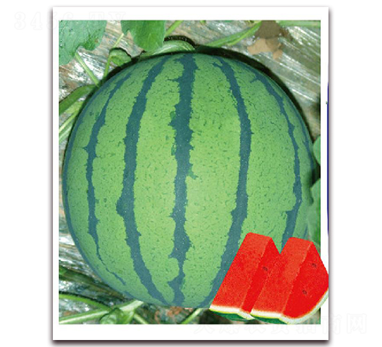 ��ϲ��̖(h��o)-���ϷN��-�|������