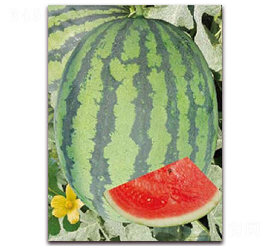 ��������-���ϷN��-�|������