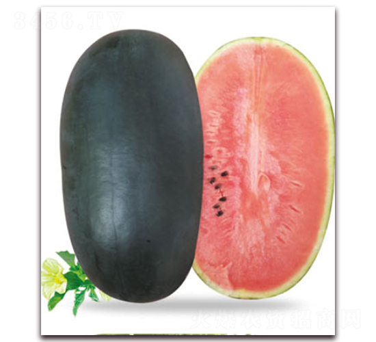 ���{��̖-���ϷN��-�|������