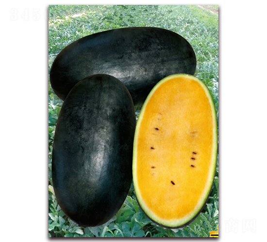 Դ�d25-���ϷN��-�|������