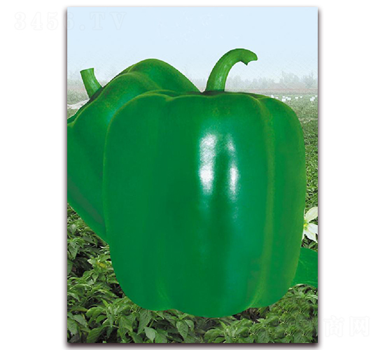 ����119-�����N��-�|������