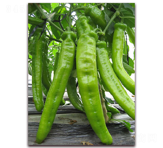 ����һ̖-�����N��-�|������