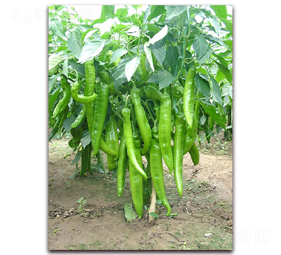 �|������-�����N��-�|������