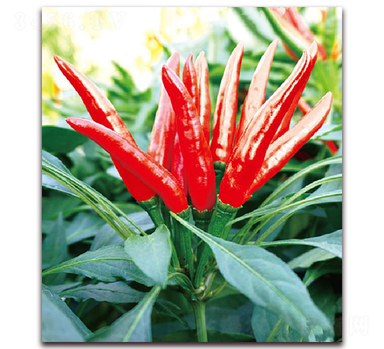 ����037-�����N��-�|������