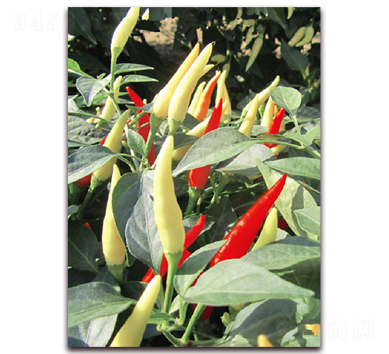 ������̖(h��o)-�����N��-�|������