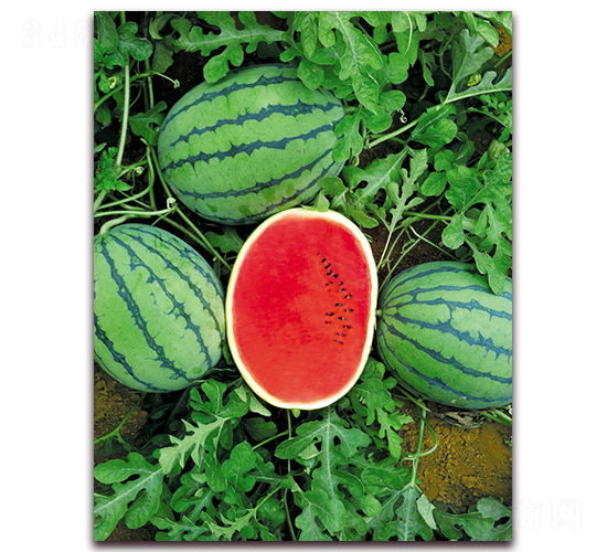 ������616-���ϷN��-����N��