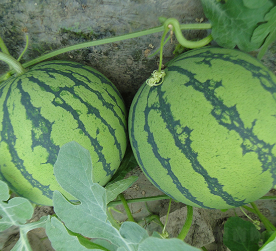 ������6K-���ϷN��-����N��