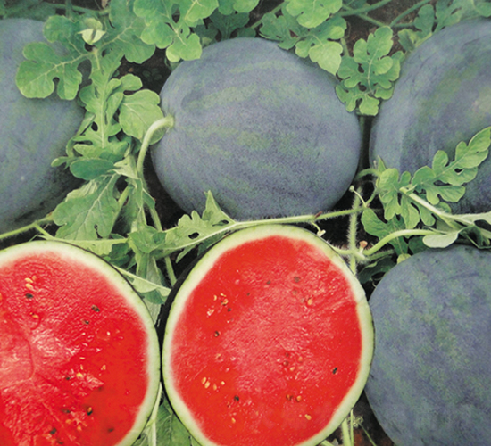 ī�t-���ϷN��-����N��