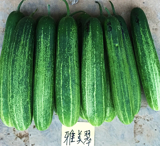 ������-�S�ϷN��-����N��