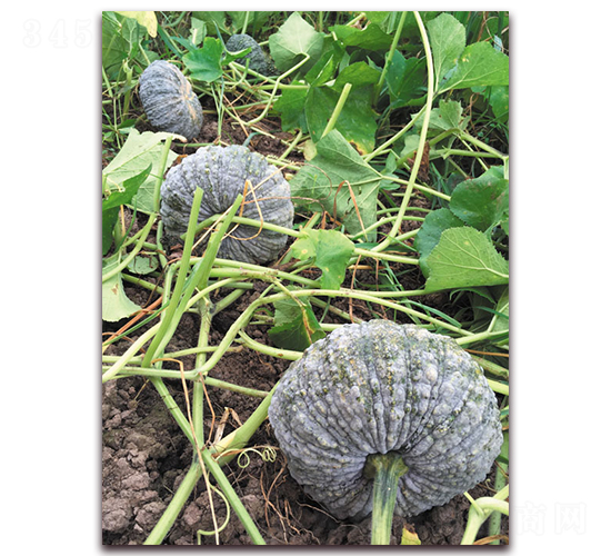 �]����-�ϹϷN��-����N��