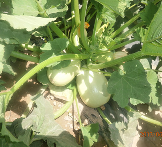 ���18̖(h��o)-�����J�N��-����r(n��ng)�I(y��)