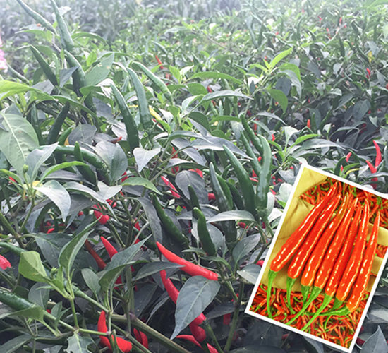 ������̖-�����N��-����N��