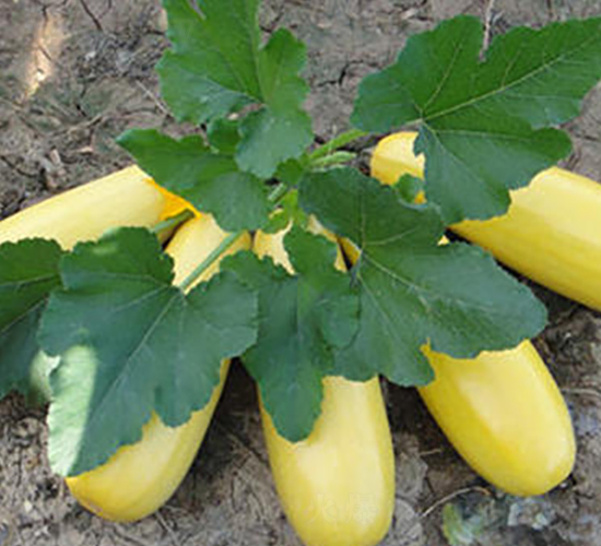 ���16̖-�����J�N��-����r(n��ng)�I(y��)