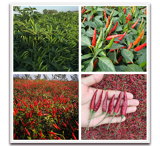 ������̖-�����N��-����N��