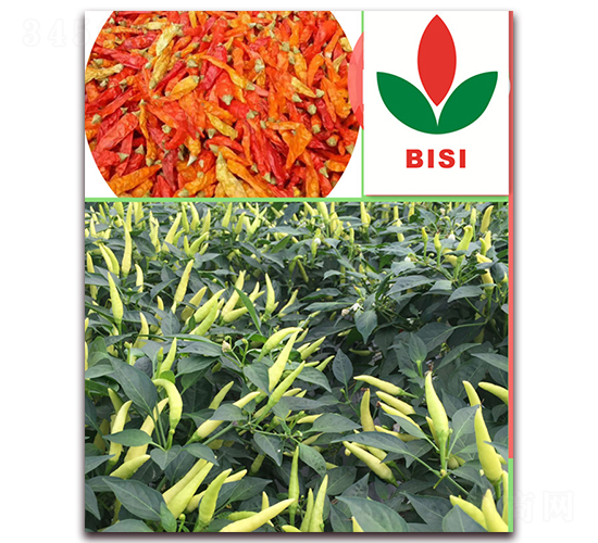 ������̖(h��o)-�����N��-����N��