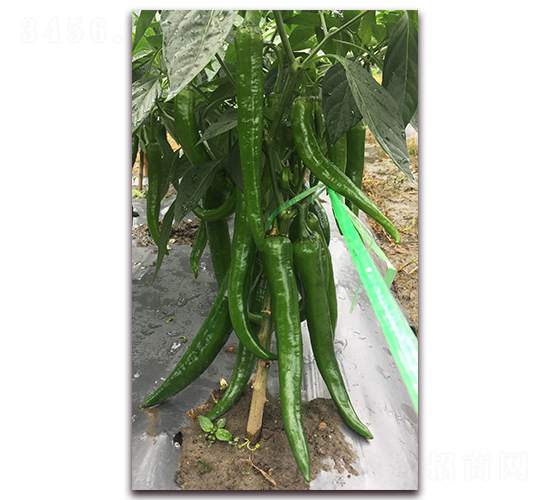 ̩�S��̖-�����N��-����N��