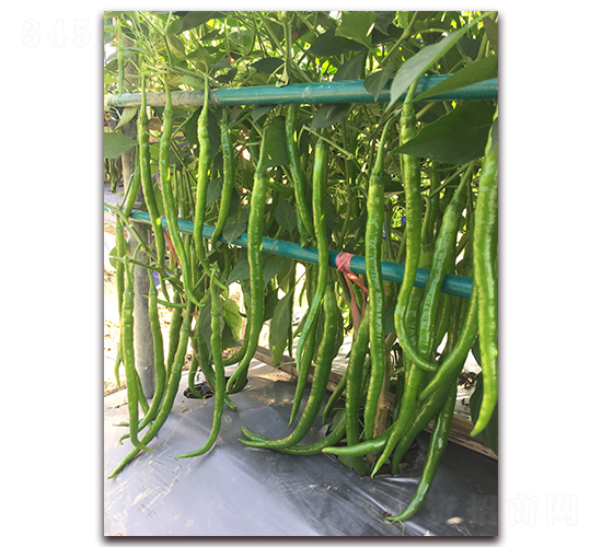 ̩��28-�����N��-����N��