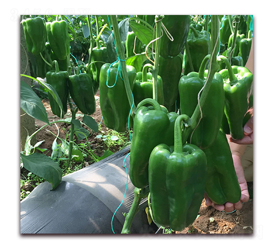 ��̩һ̖-�����N��-����N��