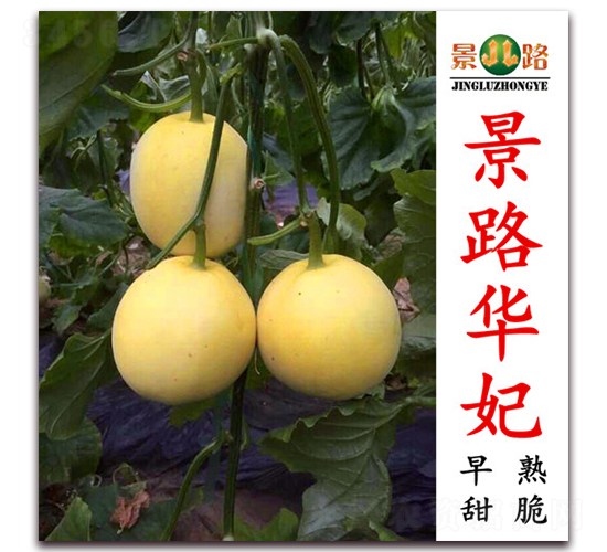 ��·�A��-��Ƥ��ϷN��-��·�N�I(y��)