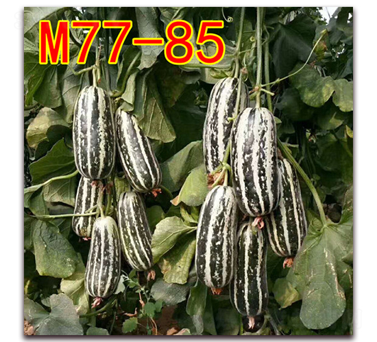 M77-85-��Ƥ��ϷN��-��·�N�I(y��)