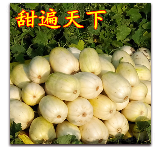 �������-��Ƥ��ϷN��-��·�N�I(y��)