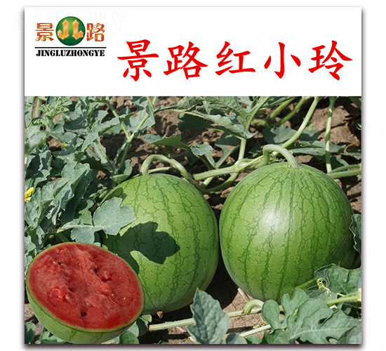 ��·�tС��-���ϷN��-��·�N�I(y��)