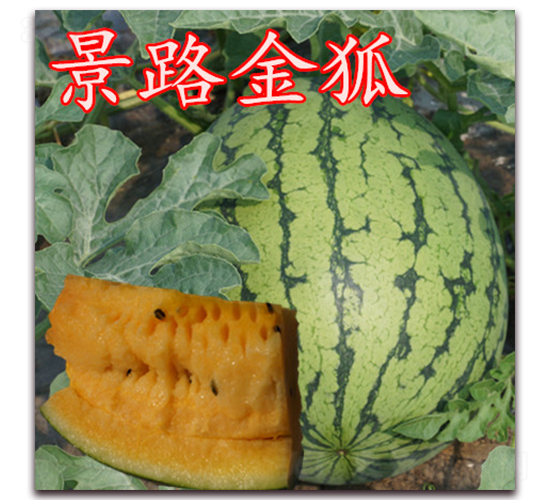 ��·���-���ϷN��-��·�N�I(y��)