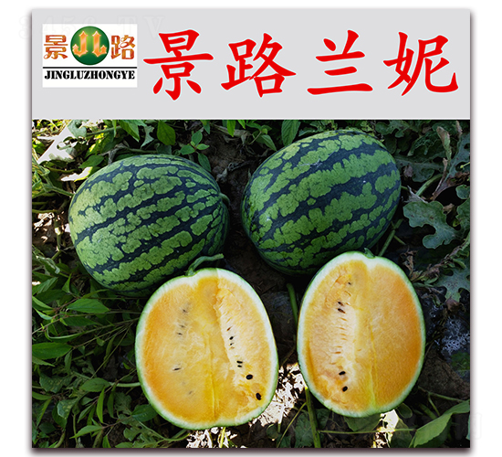 ��·�m��-���ϷN��-��·�N�I(y��)