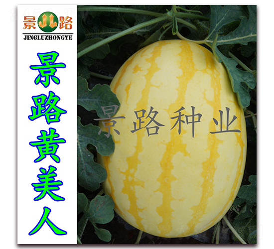 ��·�S����-���ϷN��-��·�N�I(y��)