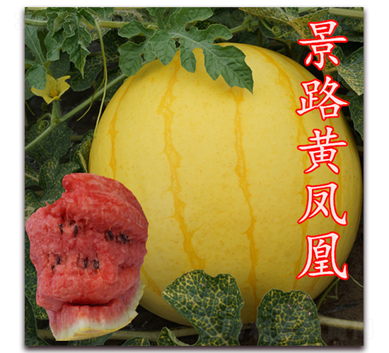 ��·�S�P��-���ϷN��-��·�N�I(y��)