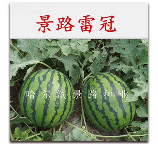 ��·�׹�-�����ϷN��-��·�N�I(y��)