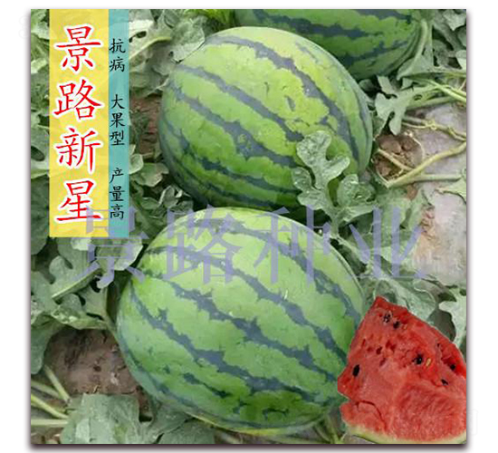 ��·����-�����ϷN��-��·�N�I(y��)