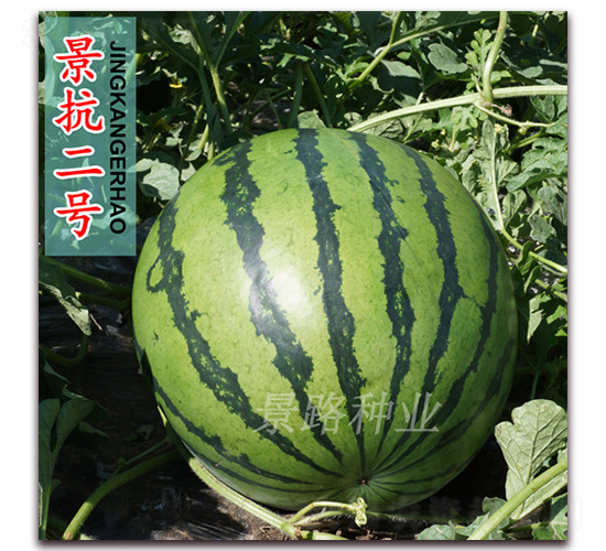 ������̖-�����ϷN��-��·�N�I(y��)