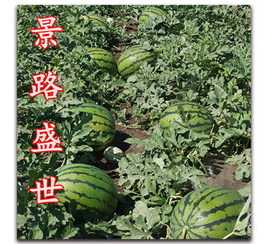 ��·ʢ��-�����ϷN��-��·�N�I(y��)