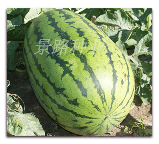 ����ʮ��-�����ϷN��-��·�N�I(y��)