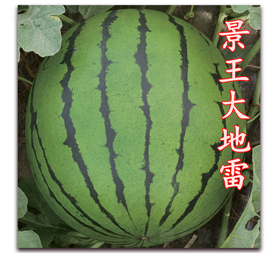 ���������-�����ϷN��-��·�N�I(y��)