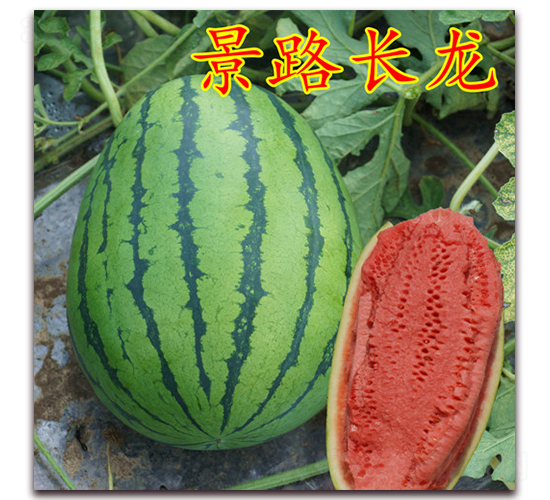 ��·�L(zh��ng)��-�����ϷN��-��·�N�I(y��)