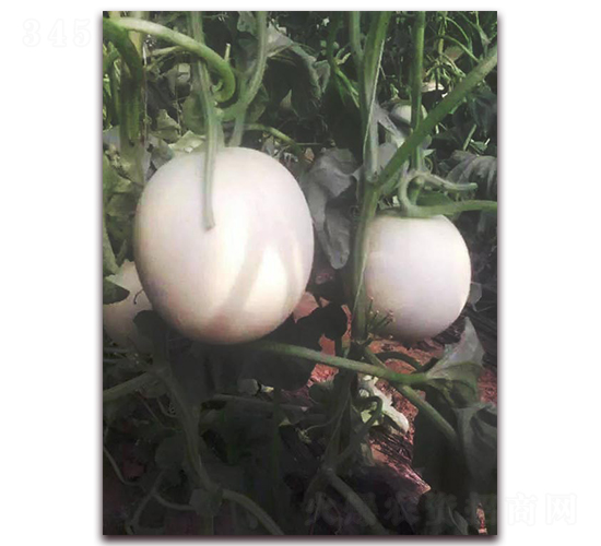 ����-��Ƥ��ϷN��-�����N��